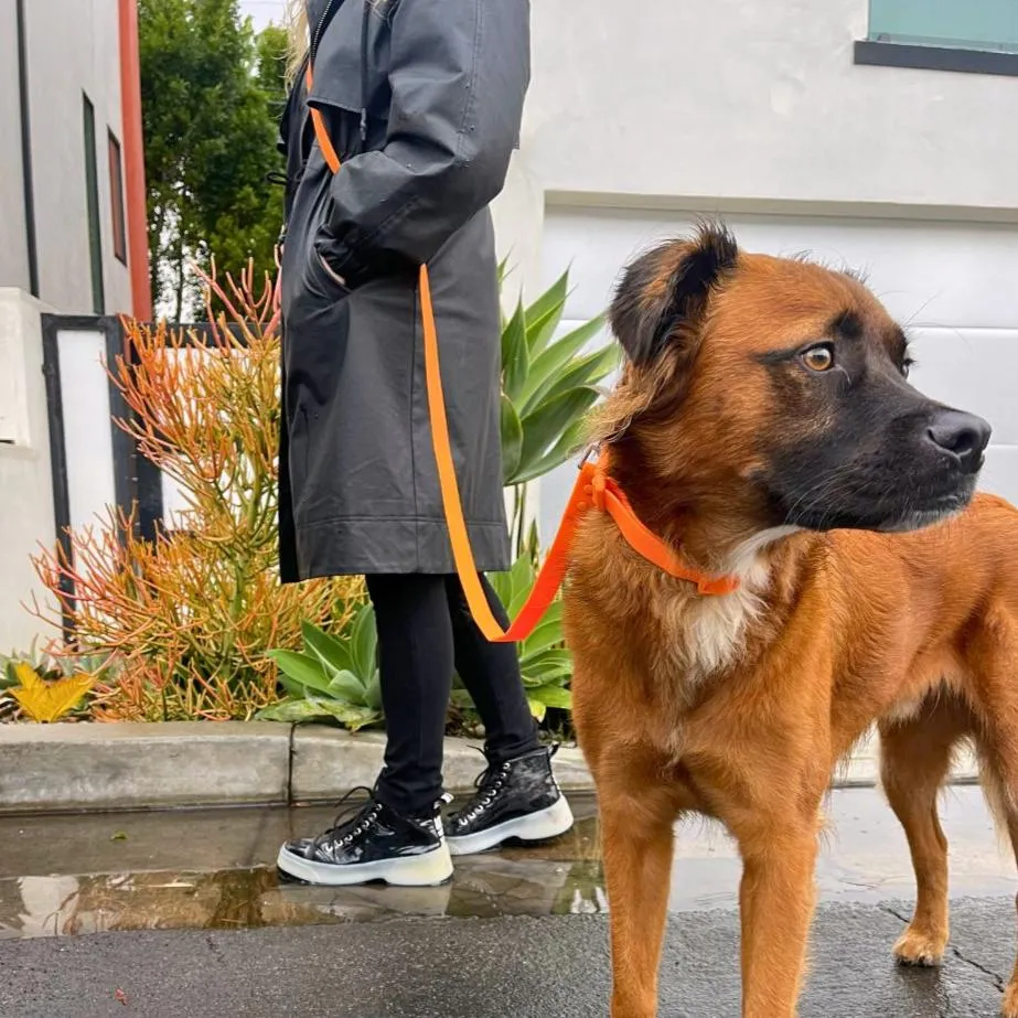 All Weather Waterproof Dog Collar - Biothane PVC Waterproof